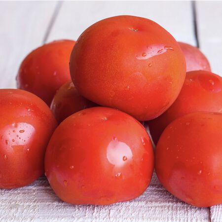 Bush Champion II, Tomato Seeds - 1,000 Seeds image number null